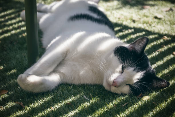 A black and white cat sleeping under a bench in the shade A black and white cat sleeping under a bench in the shade in a garden tuxedo cat stock pictures, royalty-free photos & images