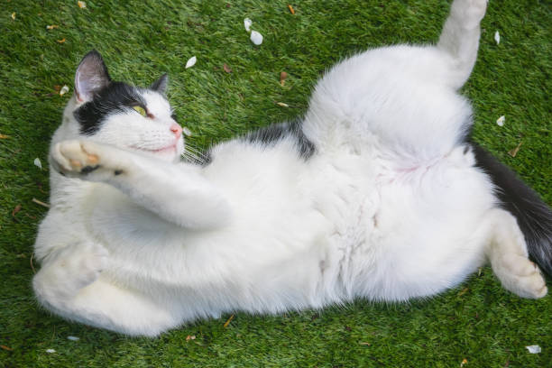 istock A black and white cat being playful rolling on grass 1269879923