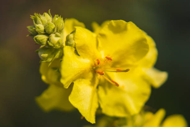 Blossom of a mullein