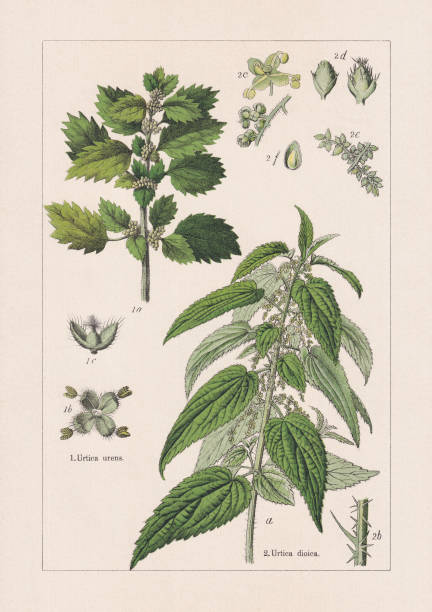 magnoliden, chromolithograph, erschienen 1895 - nettle stock-grafiken, -clipart, -cartoons und -symbole