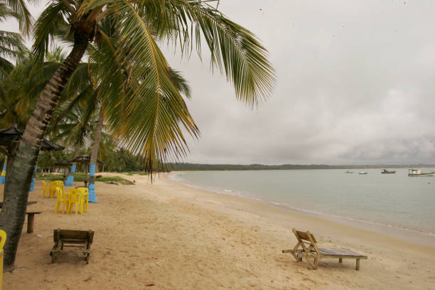 istock coconut tree in the south of bahia 1269882181