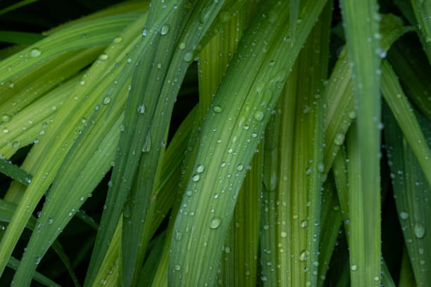istock water drops on plant leaves 1269882376