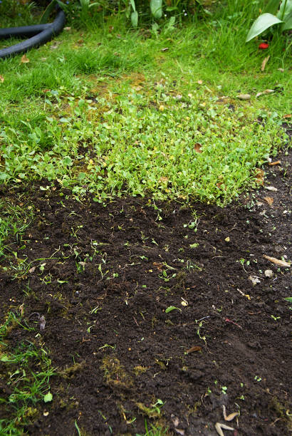istock young weeds sprouting in the garden 1269882423