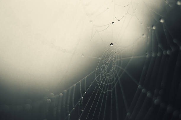 istock Cobweb in mist - morning dew on spider web in fog 1269885887
