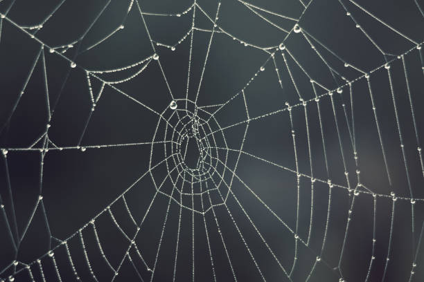 istock Cobweb - drops of morning dew on a spider web in fog 1269885909