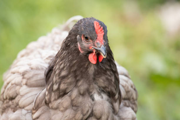 free range cochin hen - cochin gallina fotografías e imágenes de stock