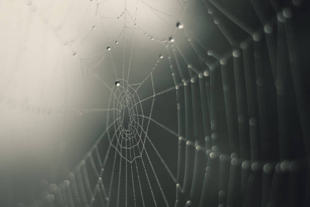 istock Cobweb in mist - morning dew on spider web in fog 1269885989