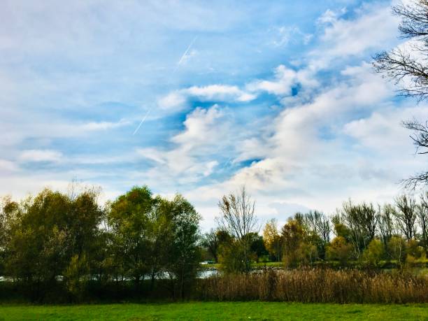 Autumn forest and pond with swans