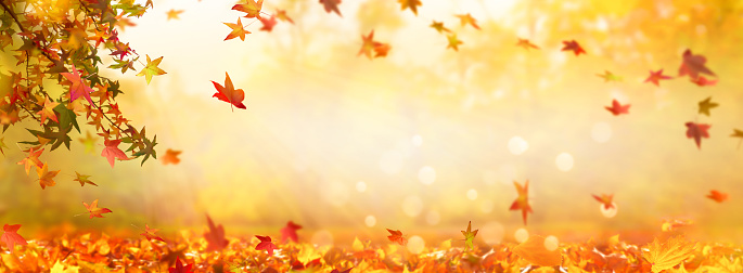 idílico fondo de hoja de otoño, hojas de otoño de árbol de dulcegum sobre fondo abstracto borroso, día de octubre dorado al aire libre con espacio publicitario photo