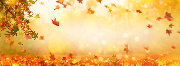 idyllische de herfstbladachtergrond, dalingsbladeren van sweetgumboom op vage abstracte achtergrond, gouden oktoberdag in openlucht met reclameruimte - autumn stockfoto's en -beelden