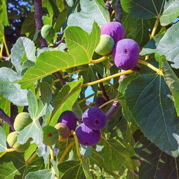 istock Branches of fig tree with leaves and fruits 1269889043