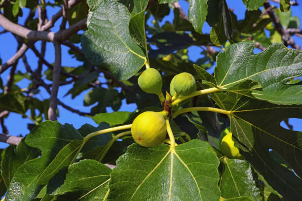 istock Branches of fig tree with leaves and fruits 1269889132