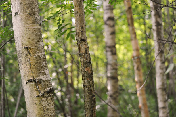 istock abstract forest background  - tree trunks and leaves in summer time 1269889152