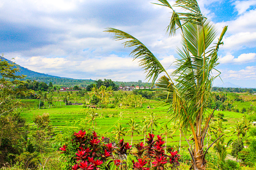 Rice terraces of Bali Island, Jatiluwih, Indonesia