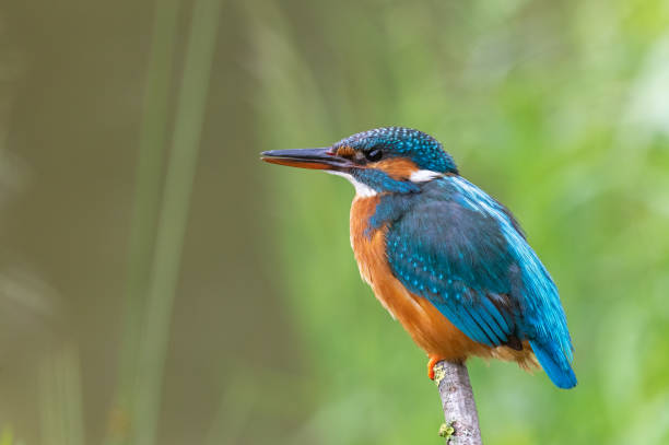 istock Female common kingfisher 1269891078
