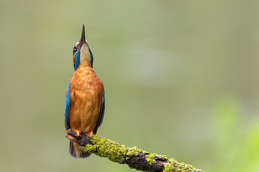 Male common kingfisher (Alcedo atthis) standing stance.