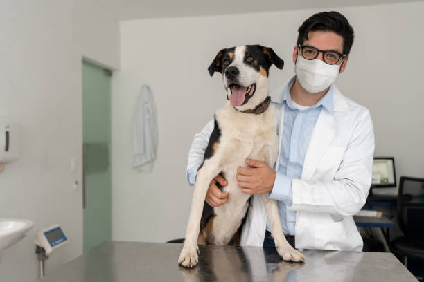 istock Veterinarian wearing a facemask at the clinic while examining a dog 1269894074