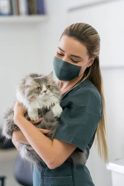 istock Vet wearing a facemask at the clinic while holding a cat 1269894144