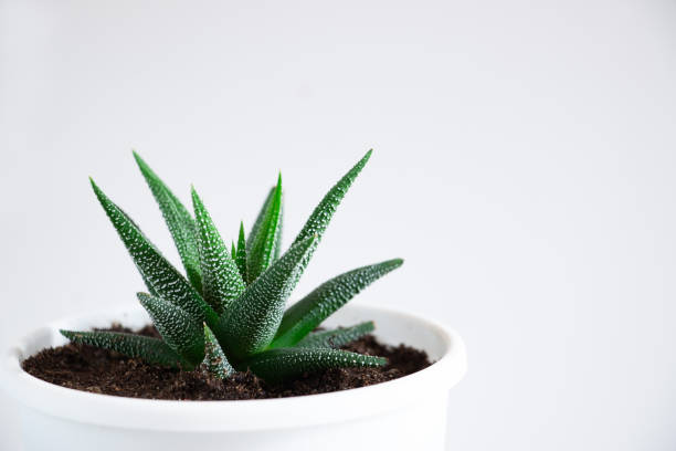 istock Succulent plant (Haworthia) close-up on a white background. Home floriculture concept. 1269894252
