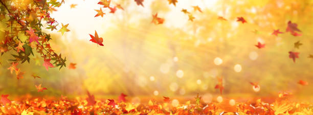 idílico hermoso bosque de otoño con hojas de otoño en la suf luna - autumn leaf falling wind fotograf�ías e imágenes de stock
