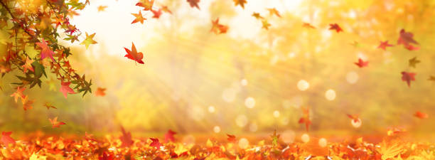 istock idyllic beautiful autumn forest with fall leaves in sunhine 1269895704