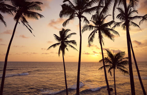 istock Beautiful tropical sunset with coconut palm trees silhouettes. 1269895772