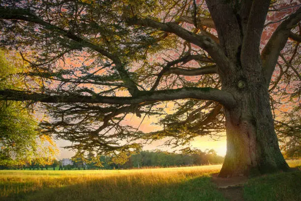 Photo of Tree in Emo Court house and gardens, located near the village of Emo in County Laois, Ireland