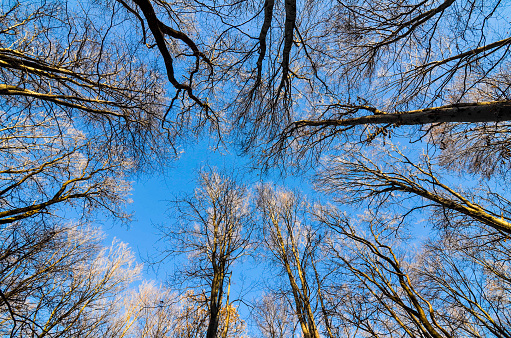 Leafless trees view from bottom up with blue sky.
