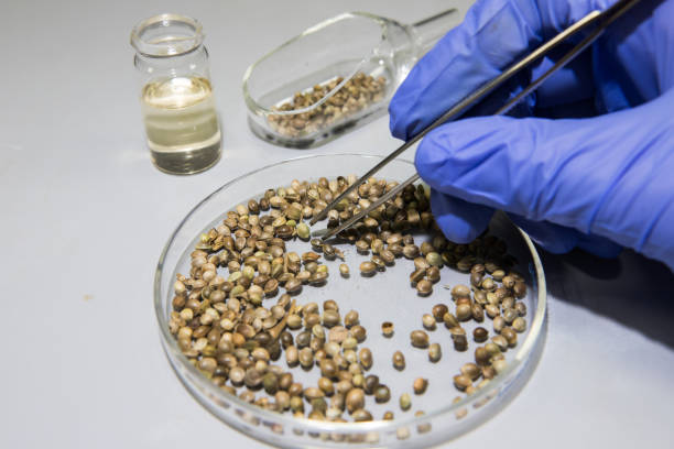 istock Scientist in a laboratory extracting CBD oil and analysing for medicinal purposes 1269900231