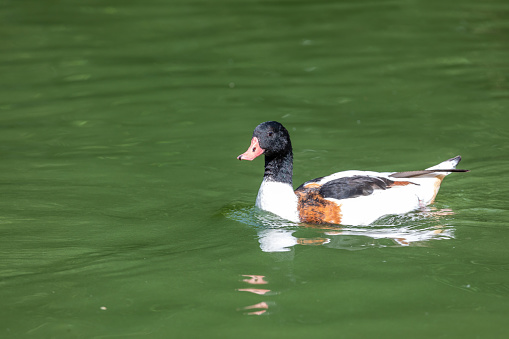 duck with black head floats in water