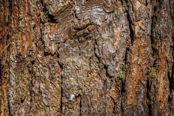 istock Pine forest  ,pang oung ,mae hong son ,thailand 1269901567