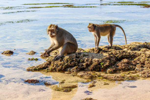 małpy w padang padang beach, bali, indonezja - nusa dua obrazy zdjęcia i obrazy z banku zdjęć