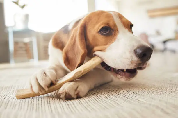 Warm toned close up portrait of cute beagle dog chewing on treats and toys while lying on floor in home interior