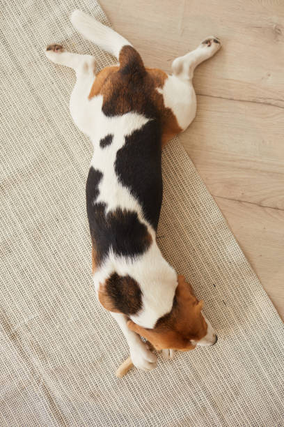 istock Dog on Wooden Floor Top View 1269904340