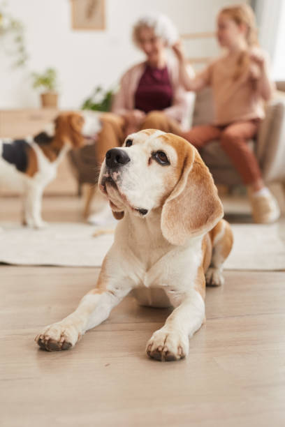 istock Senior Dog with Family 1269904342