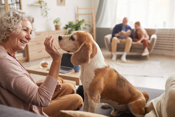 Smiling Senior Woman Playing with Family Pet Warm toned side view portrait of cheerful senior woman playing with dog and giving treats while enjoying time together at home, copy space candy house stock pictures, royalty-free photos & images