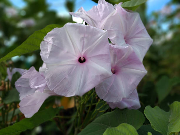 istock Pink morning glory flowers. 1269904622