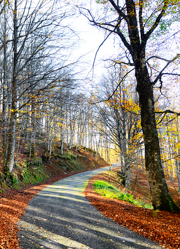 Road in a woodland, Chianti region, Tuscany, Italy.