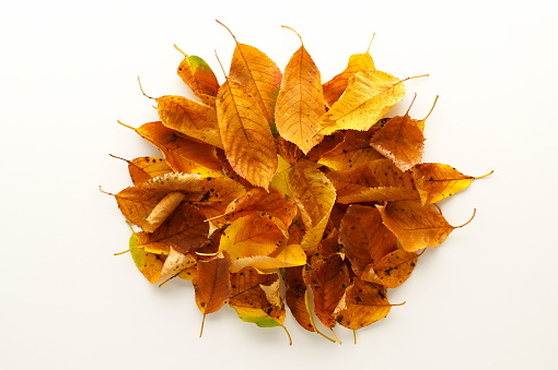 Autumn leaves on white background.