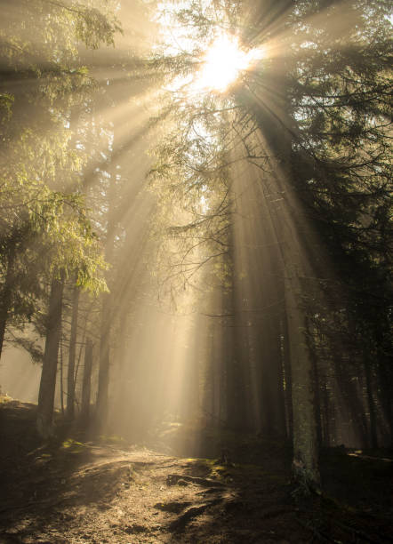 istock The sun shines through the trees 1269908475