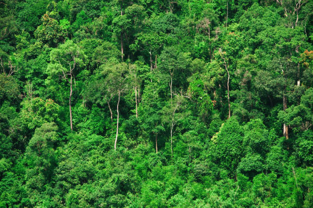 istock Thai beautiful green forest grow on a mountain 1269908521