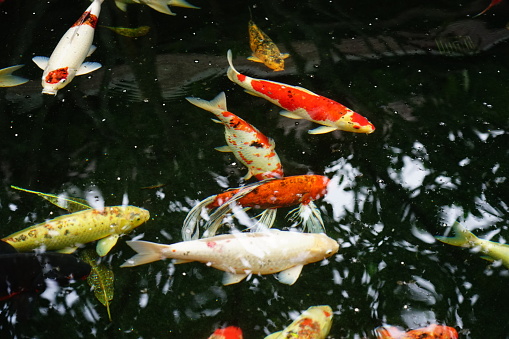 Koi Fancy carp