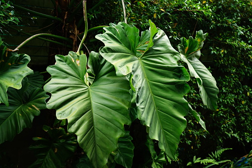 Heart-shaped philodendron green leaf, tropical foliage plant