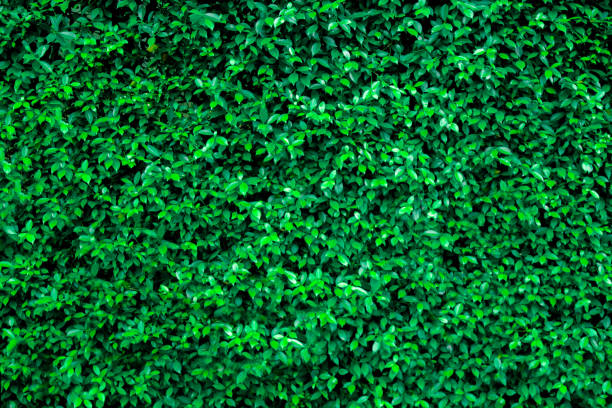 istock Green leaf with water drop on black background 1269912974