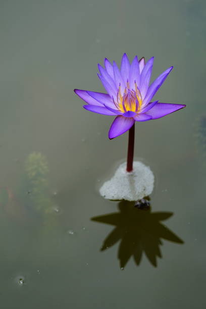 istock Purple Lotus flower in water 1269913245