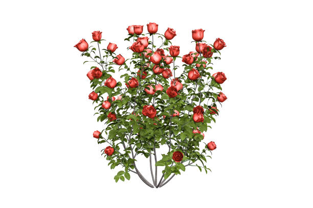 istock A bush of beautiful red roses 1269913766