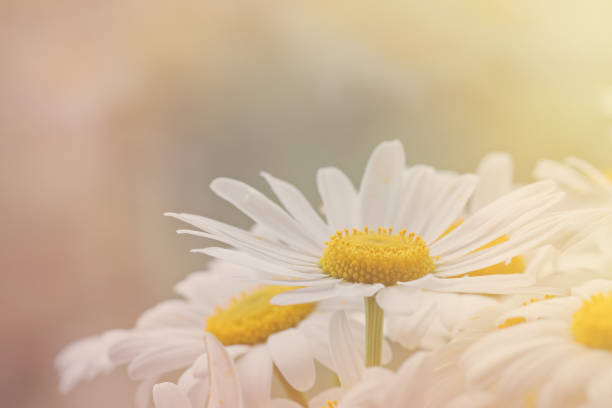 istock Abstract spring floral background for design. White daisies macro photo in the sunlight. 1269914486