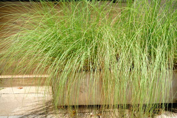 istock Chrysopogon zizanioides in pot 1269914500