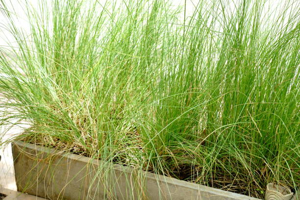 istock Chrysopogon zizanioides in pot 1269914531