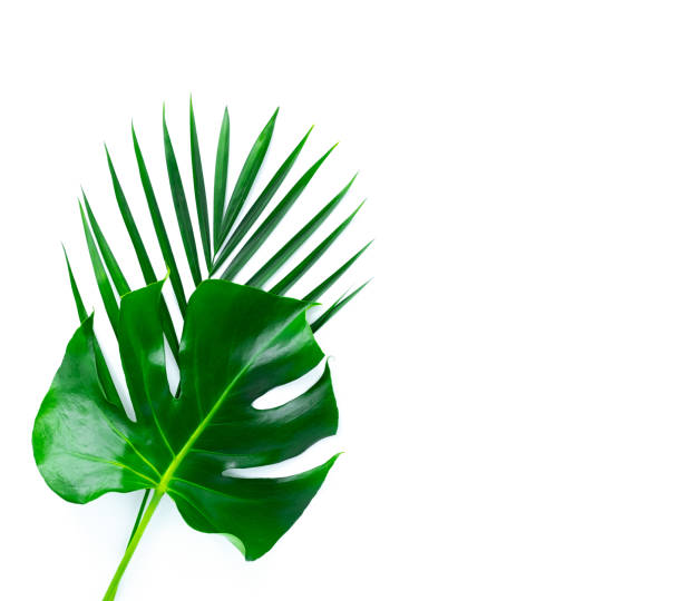 istock Green palm leaves isolated on white. 1269914665